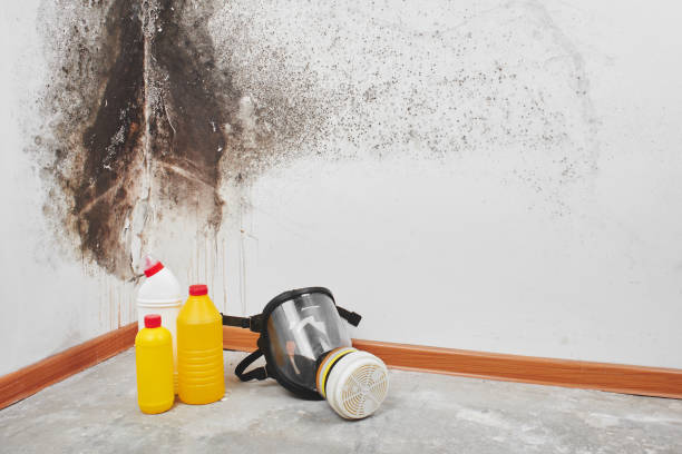 Why You Should Choose Our Mold Remediation Services in Citrus City, TX